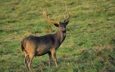 What Every Deer Owner Should Know About Deer Feeding Habits