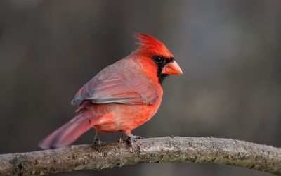 Interesting Facts about Cardinals