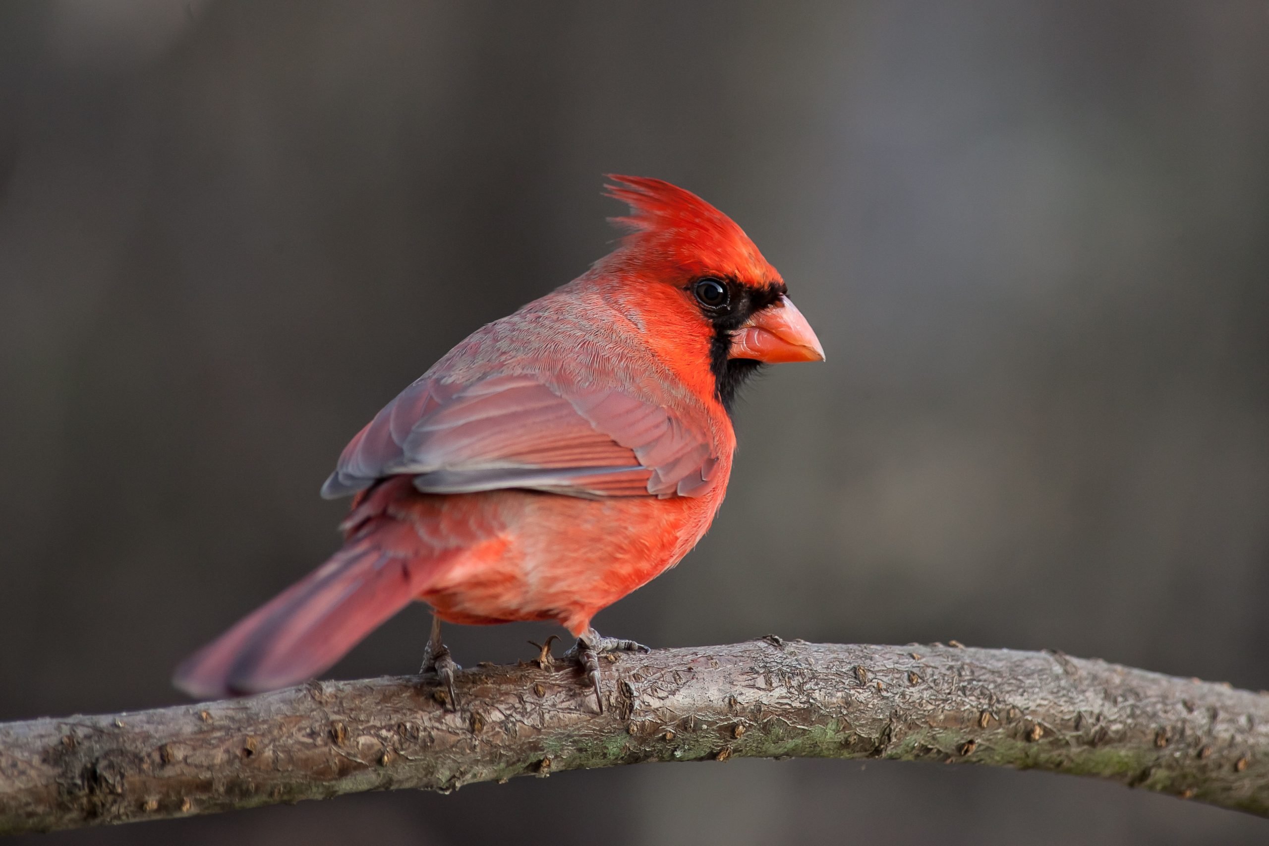 How to Attract Cardinals So You Can Enjoy Their Beauty in Your Yard