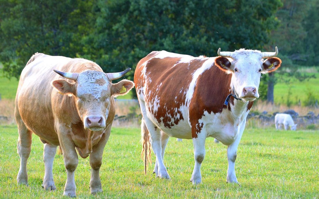 5 Tips For Feeding Cattle and Maximize Breed Potential