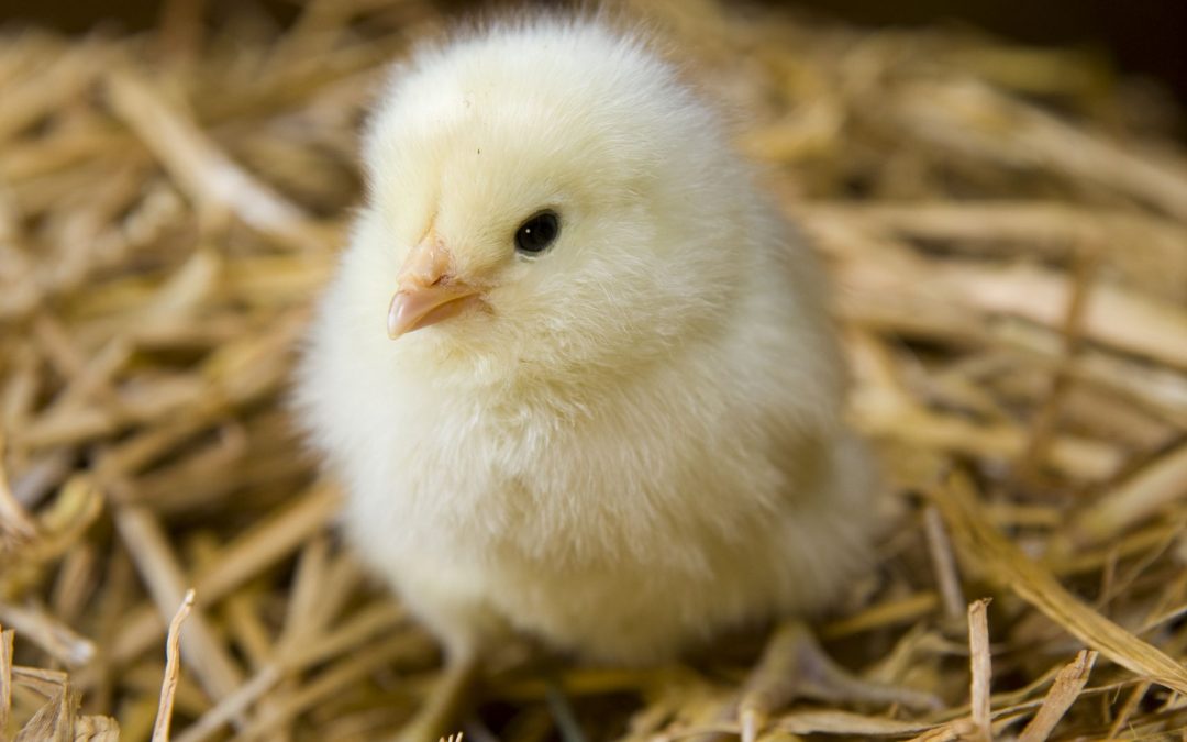 How To Raise Baby Chicks