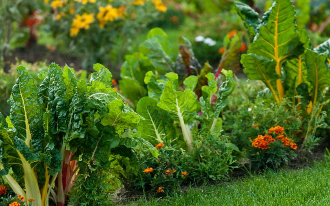 4 Essential Tools to Help You Start Your Own Vegetable Patch
