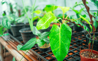 How to Ensure Your Plants Grow