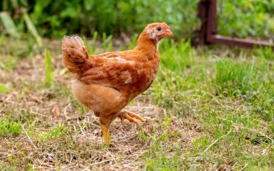 How To Boost Chickens Growth