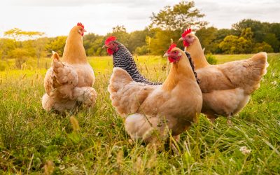Are You Feeding Your Chicks Soy-Free Feed?