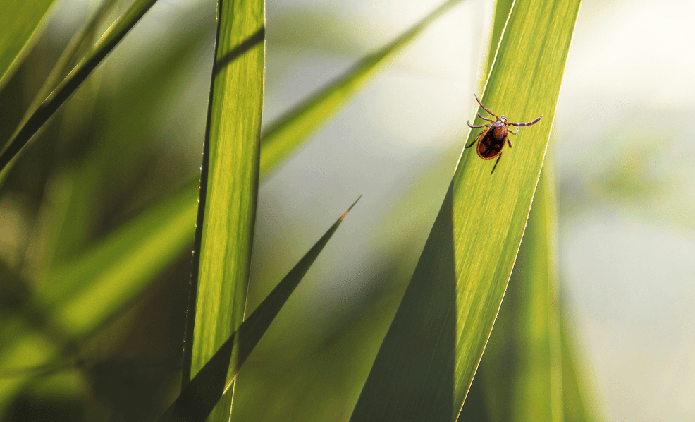 Tips to Keep Ticks Away From Your House